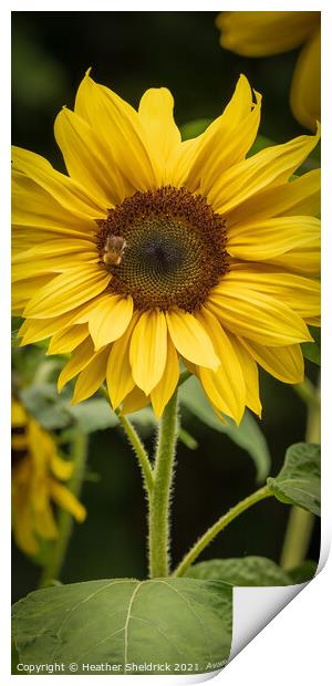 Bee on sunflower Print by Heather Sheldrick