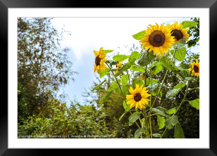 Garden Sunflowers Framed Mounted Print by Heather Sheldrick