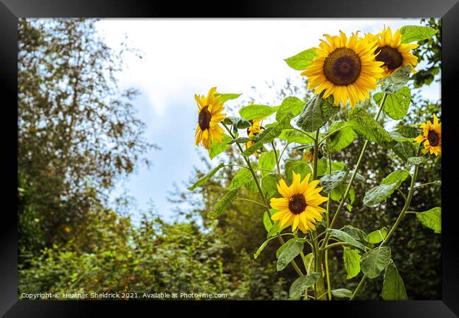 Garden Sunflowers Framed Print by Heather Sheldrick