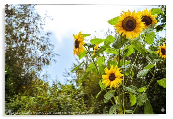 Garden Sunflowers Acrylic by Heather Sheldrick