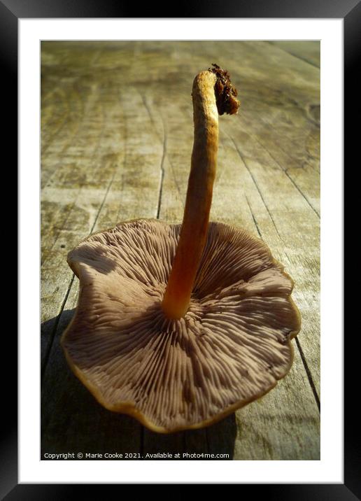 Under a mushroom Framed Mounted Print by Marie Cooke