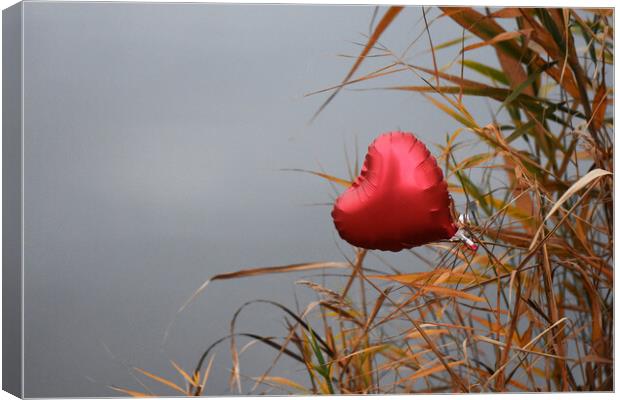 Red heart on dry reed grass Canvas Print by Stan Lihai