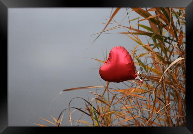 Red heart on dry reed grass Framed Print by Stan Lihai
