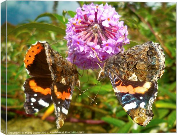 A pair of butterfly's Canvas Print by Marie Cooke