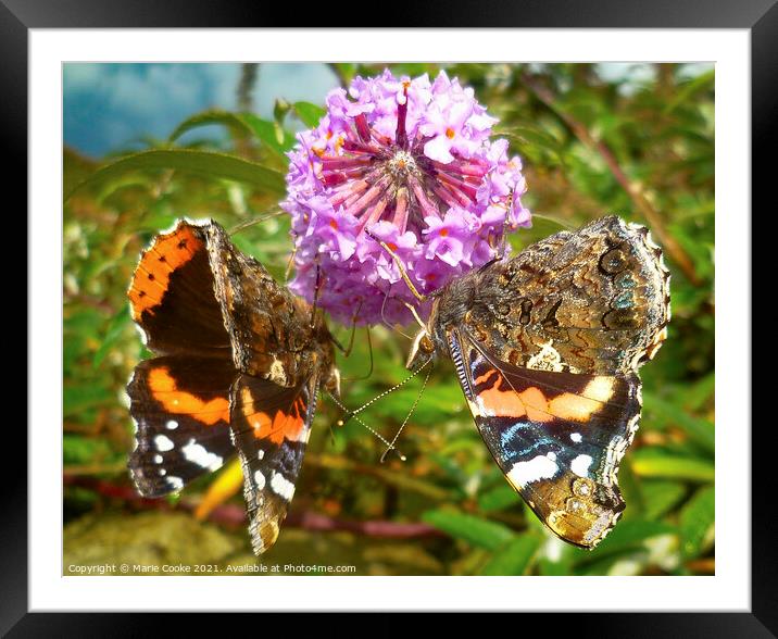 A pair of butterfly's Framed Mounted Print by Marie Cooke