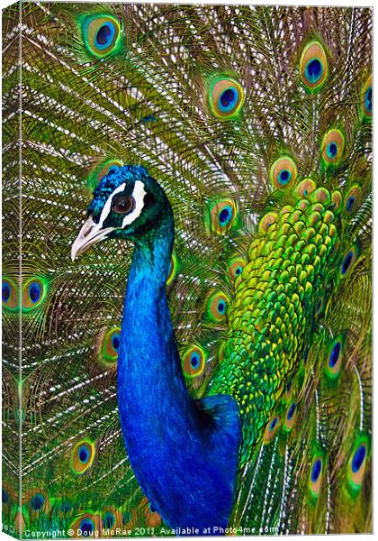 Peacock 2 Canvas Print by Doug McRae