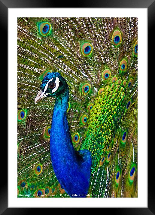 Peacock 2 Framed Mounted Print by Doug McRae