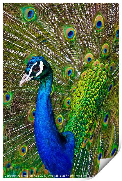 Peacock 2 Print by Doug McRae