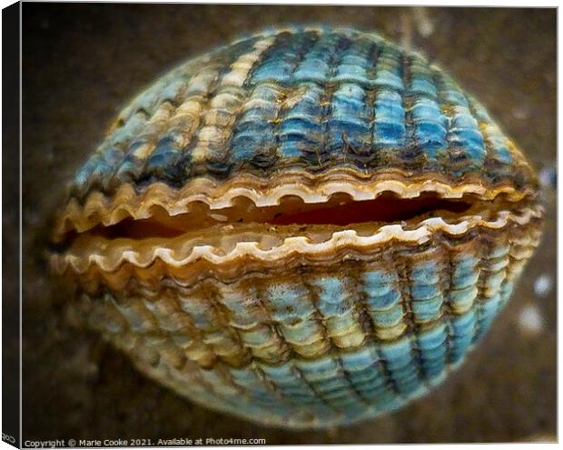 Blue shell Canvas Print by Marie Cooke