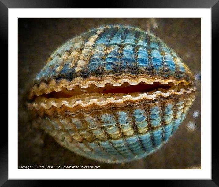 Blue shell Framed Mounted Print by Marie Cooke