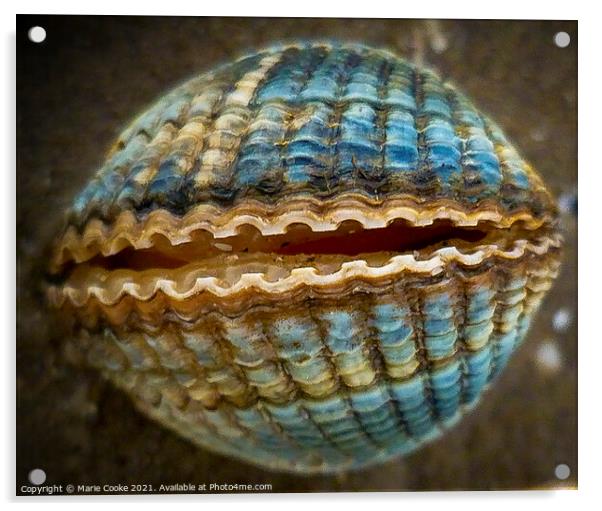 Blue shell Acrylic by Marie Cooke