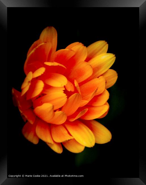 Orange marigold Framed Print by Marie Cooke