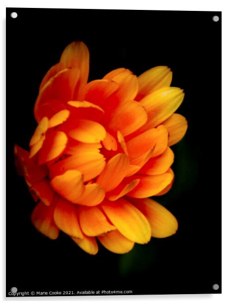 Orange marigold Acrylic by Marie Cooke
