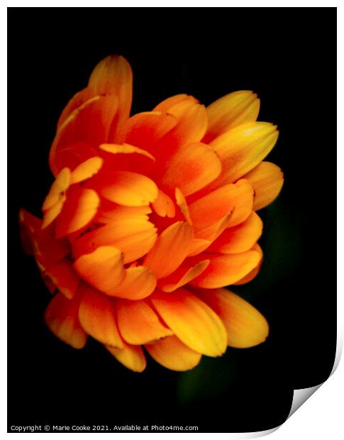 Orange marigold Print by Marie Cooke