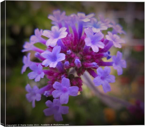 Purple passion Canvas Print by Marie Cooke