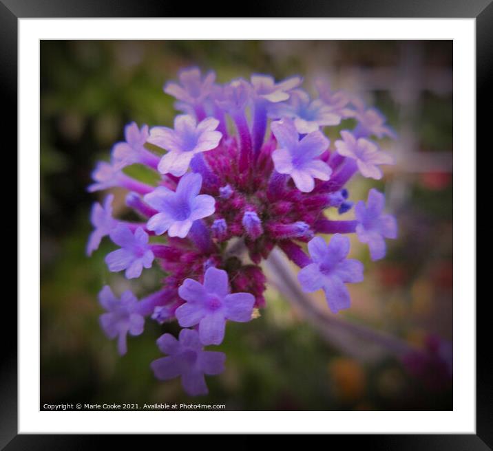 Purple passion Framed Mounted Print by Marie Cooke