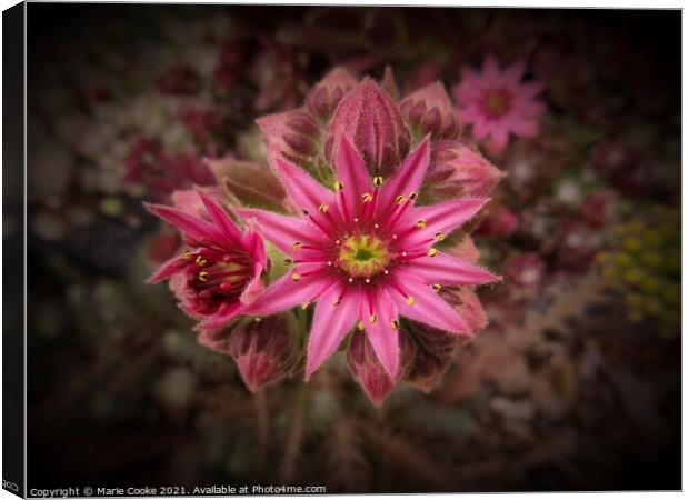 Pink star Canvas Print by Marie Cooke