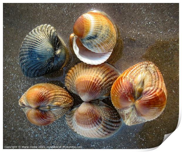 Reflected shells Print by Marie Cooke