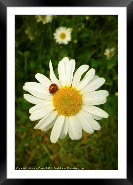 Lady buggin daisy Framed Mounted Print by Marie Cooke