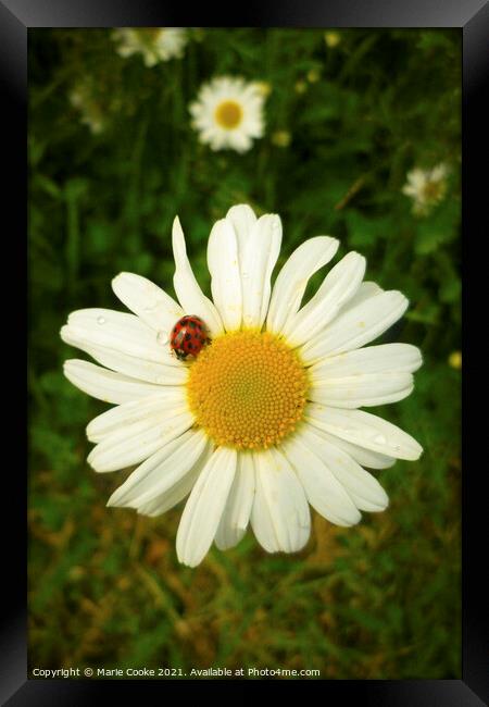 Lady buggin daisy Framed Print by Marie Cooke