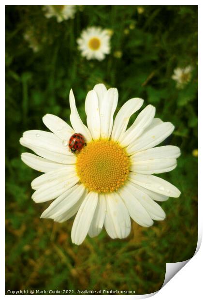Lady buggin daisy Print by Marie Cooke
