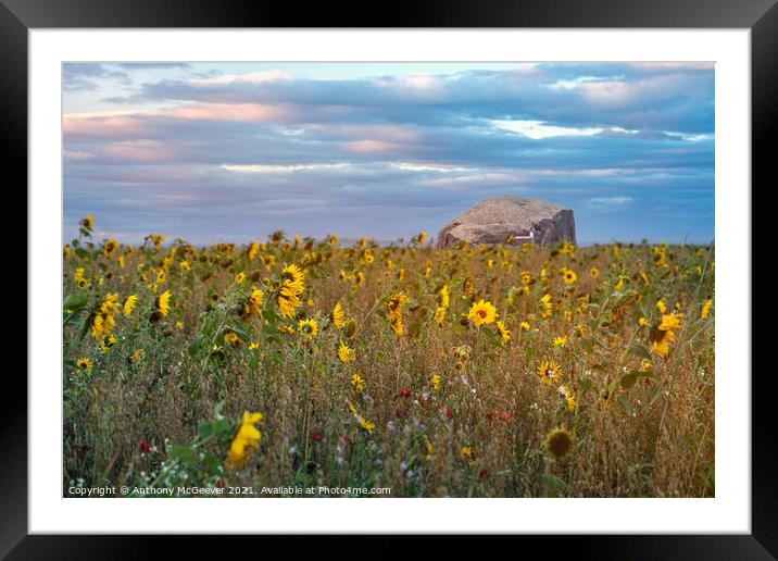 Sunflowers and Bass Rock  Framed Mounted Print by Anthony McGeever