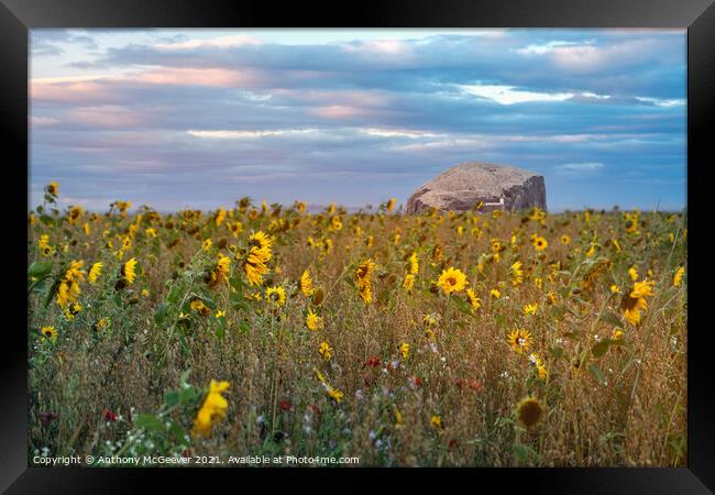 Sunflowers and Bass Rock  Framed Print by Anthony McGeever