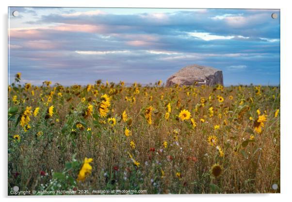 Sunflowers and Bass Rock  Acrylic by Anthony McGeever