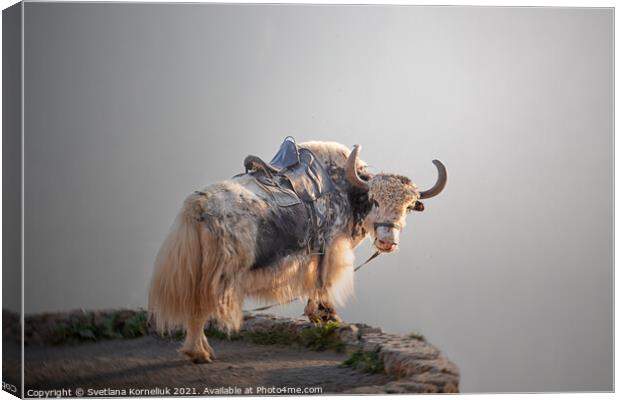 A yak in the Caucasus Mountains Canvas Print by Svetlana Korneliuk