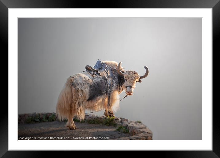 A yak in the Caucasus Mountains Framed Mounted Print by Svetlana Korneliuk