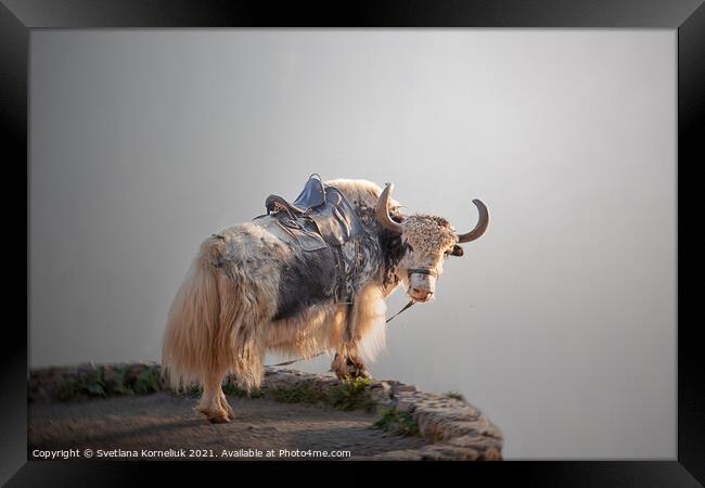 A yak in the Caucasus Mountains Framed Print by Svetlana Korneliuk