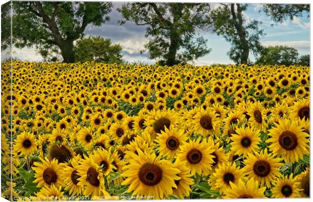 Sunflowers - Heliathus Canvas Print by Martyn Arnold