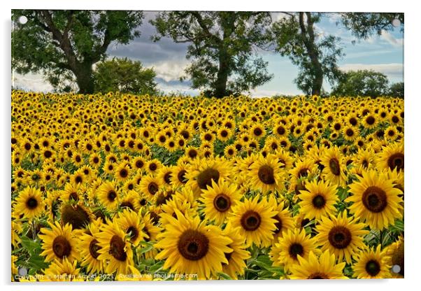 Sunflowers - Heliathus Acrylic by Martyn Arnold