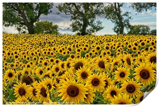 Sunflowers - Heliathus Print by Martyn Arnold