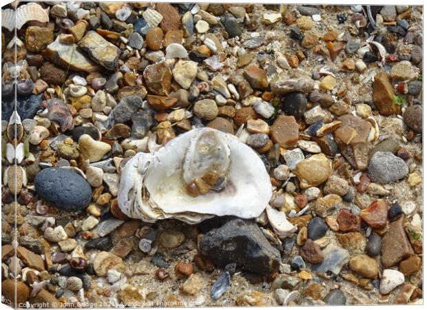 Oyster Shell at West Mersea Canvas Print by John Bridge