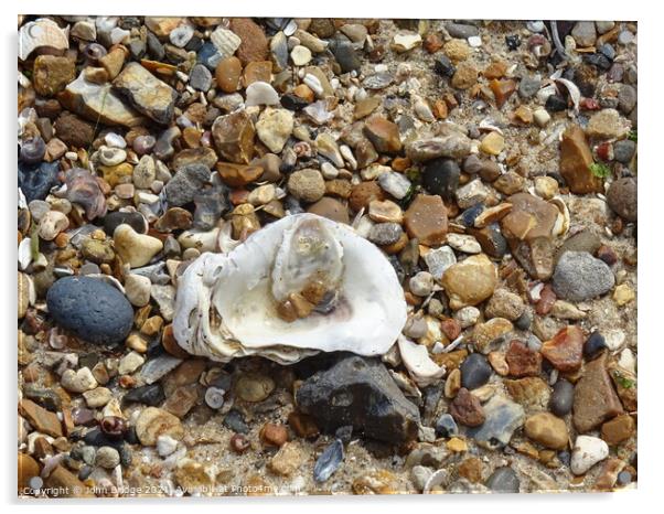 Oyster Shell at West Mersea Acrylic by John Bridge