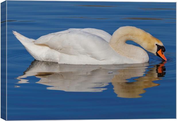 Swan having a drink Canvas Print by Rory Hailes