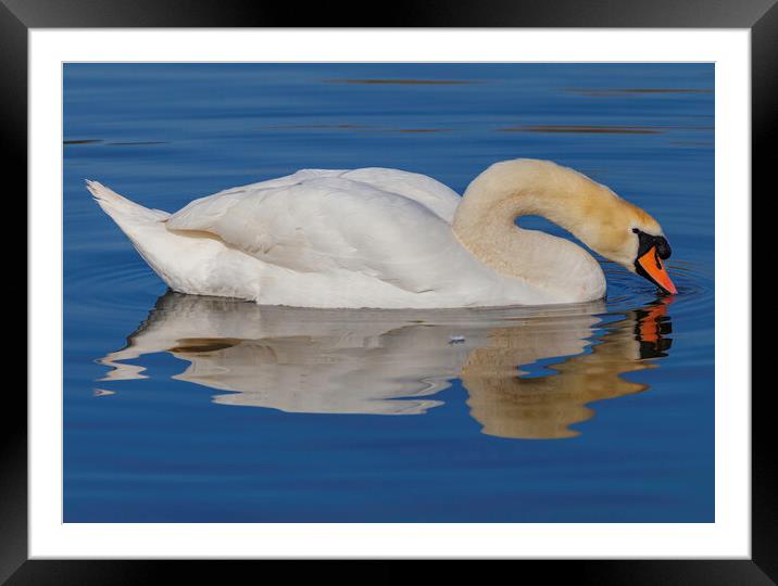 Swan having a drink Framed Mounted Print by Rory Hailes