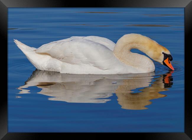 Swan having a drink Framed Print by Rory Hailes