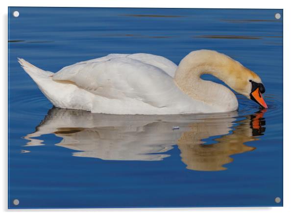 Swan having a drink Acrylic by Rory Hailes