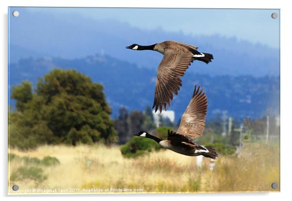 Canada Goose in flight Acrylic by Bhagwat Tavri