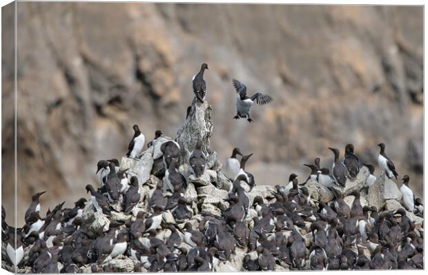 'Incoming!' - Guillemots at Elegug Stack Rocks Canvas Print by Tracey Turner