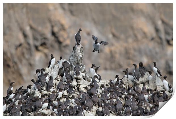 'Incoming!' - Guillemots at Elegug Stack Rocks Print by Tracey Turner
