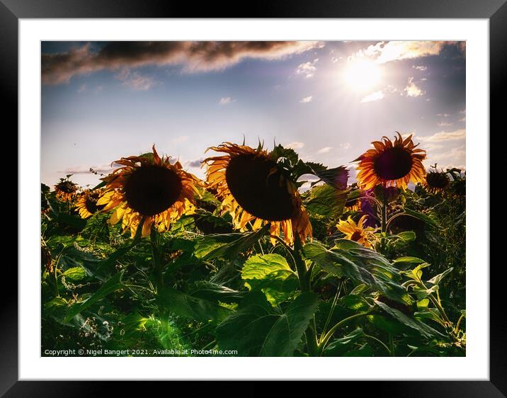 Sunflower Sunset Framed Mounted Print by Nigel Bangert