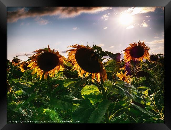 Sunflower Sunset Framed Print by Nigel Bangert