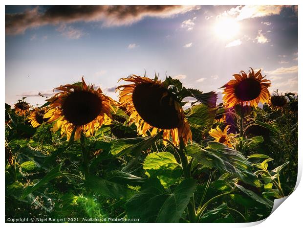 Sunflower Sunset Print by Nigel Bangert