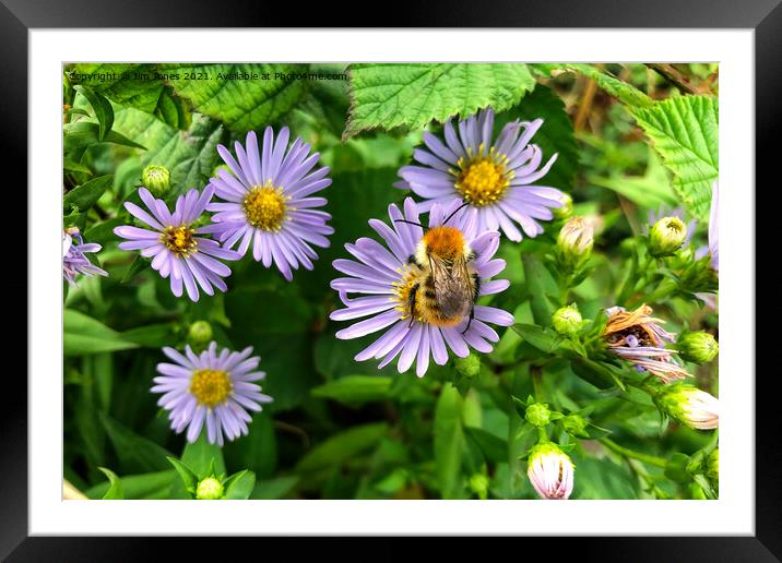 Bee on Purple Aster Framed Mounted Print by Jim Jones