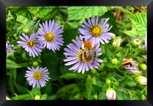 Bee on Purple Aster Framed Print by Jim Jones