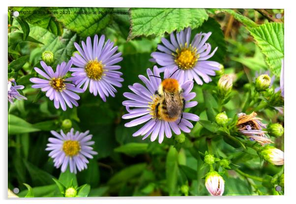 Bee on Purple Aster Acrylic by Jim Jones
