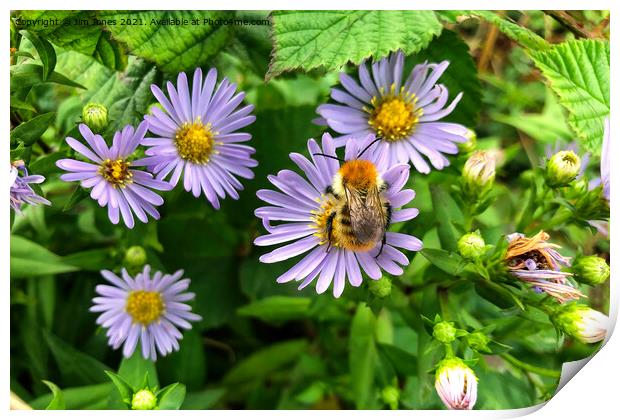 Bee on Purple Aster Print by Jim Jones